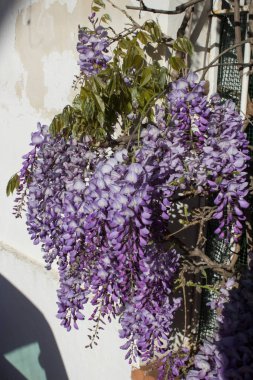 Mor yapraklı çalıların anımsatıcı yakın plan görüntüsü