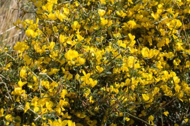 Sarı çiçekli çalıların anımsatıcı yakın plan görüntüsü