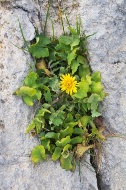 Kayaların arasındaki sarı çiçeğin anımsatıcı yakın plan görüntüsü.