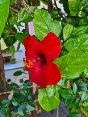 evocative close-up image of Chinese Hibiscus (Hibiscus rosa-sinensis), an ornamental shrubwhich grows in Sicily