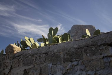 Bitkinin dikenli armudunun meyvelerini yakından çek. 