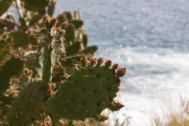 İtalya 'nın güneyindeki arka planda deniz bulunan dikenli armut siluetinin anımsatıcı görüntüsü