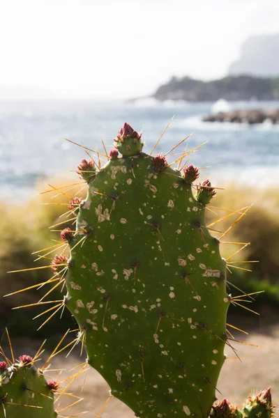 Evocative Image Prickly Pear Silhouette Sea Backgroundin Southern Italy — Foto Stock