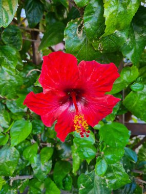 Sicilya 'da yetişen süslü bir çalı olan Hibiscus (Hibiscus rosa-sinensis)' in anımsatıcı yakın plan görüntüsü