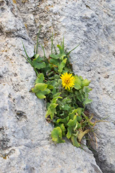 Kayaların arasındaki sarı çiçeğin anımsatıcı yakın plan görüntüsü.