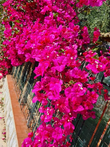 evocative close-up image of Bouganville o Bougainvillea glabra, an ornamental shrubwhich grows in Sicily