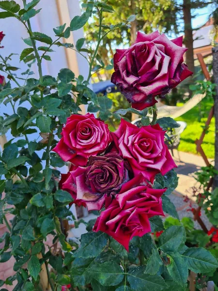 Воспоминательный Крупным Планом Образ Rosa Balsamina Rosa Rubiginosa Декоративный Кустарник — стоковое фото