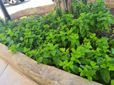 evocative close-up image of a mint bush