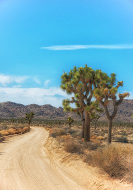 Joshua Tree Ulusal Parkı, Kaliforniya