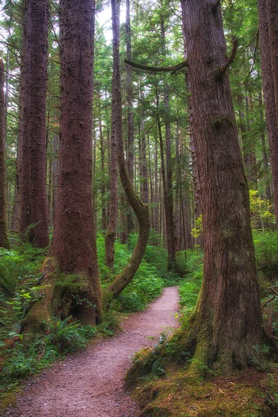 Beach 3, olympijský národní park, washington stát — Stock fotografie