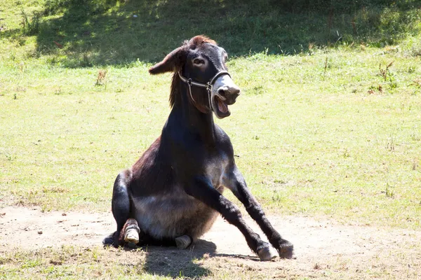 Granja de mamíferos — Foto de Stock