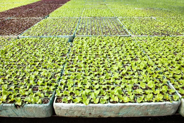 Lechuga en un invernadero —  Fotos de Stock