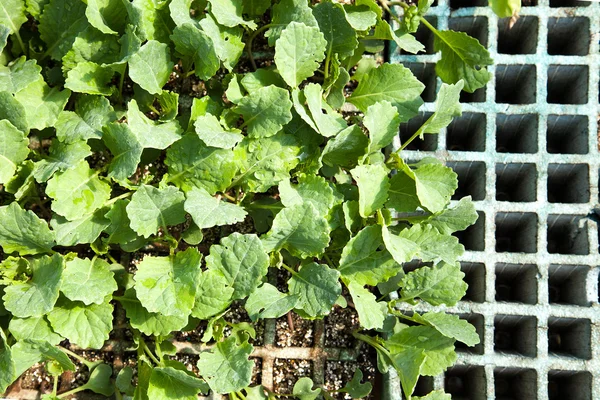 Lettuce seedlings — Stock Photo, Image