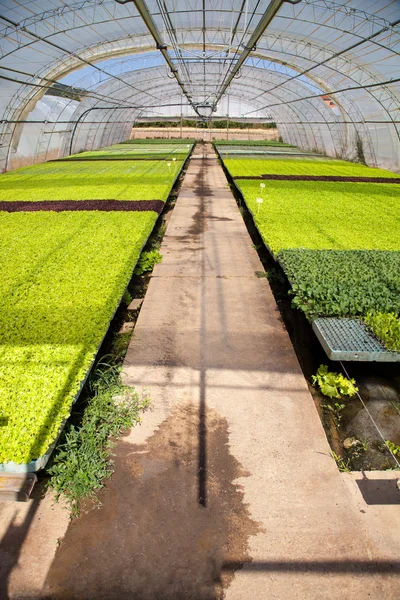 Produtos hortícolas com efeito de estufa — Fotografia de Stock