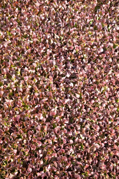 Lattuga a foglia di quercia — Foto Stock