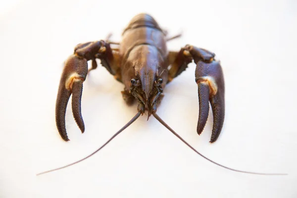 Crayfish frais — Photo