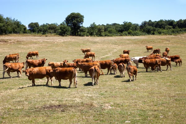 Pastoreio de bovinos — Fotografia de Stock
