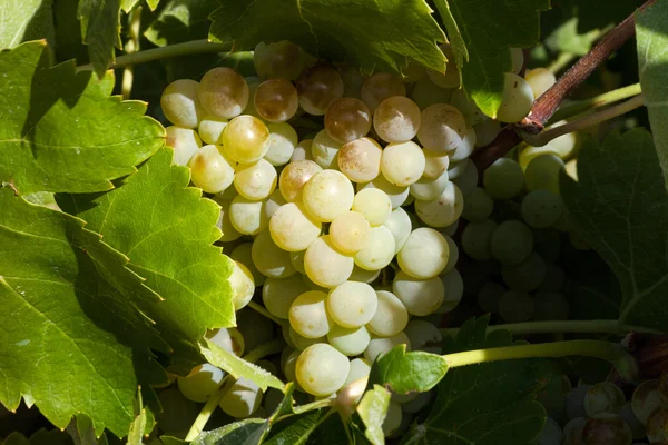 Raisin dans une vigne — Photo