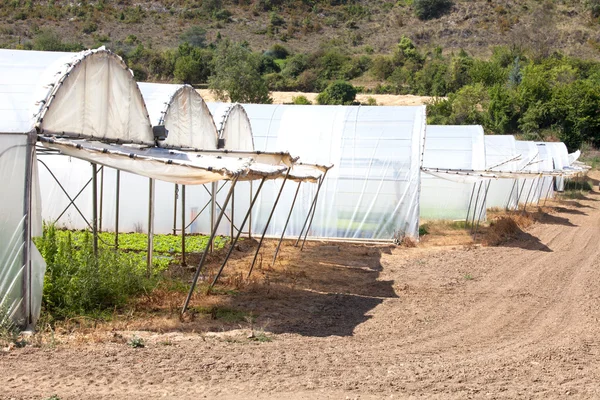 Hothouses para cultivar — Fotografia de Stock