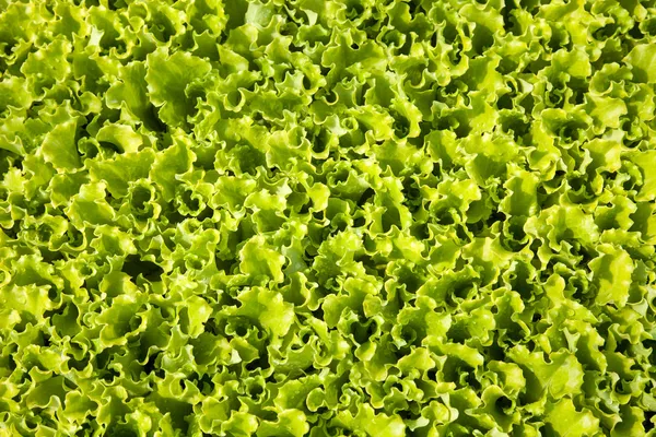 Lettuces cultivation — Stock Photo, Image