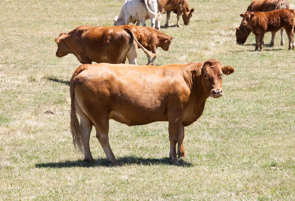 Dairy cattle — Stock Photo, Image