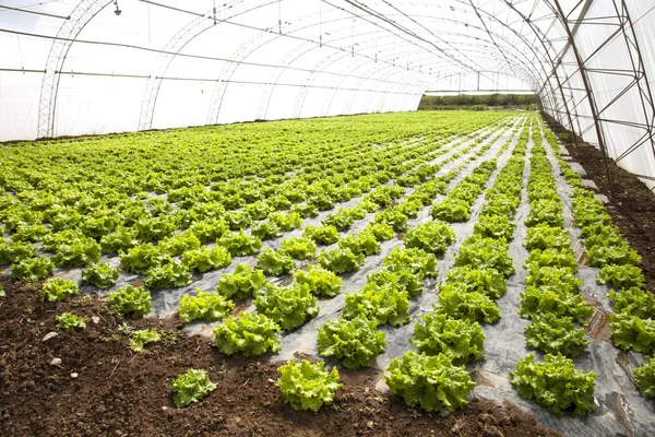 Lettuces in a hothouse — Stock Photo, Image