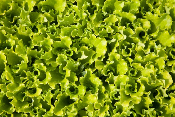 Saláta lapok — Stock Fotó