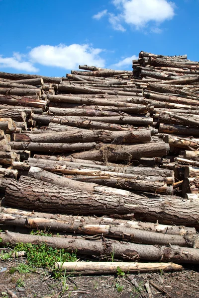 Troncos de madera — Foto de Stock