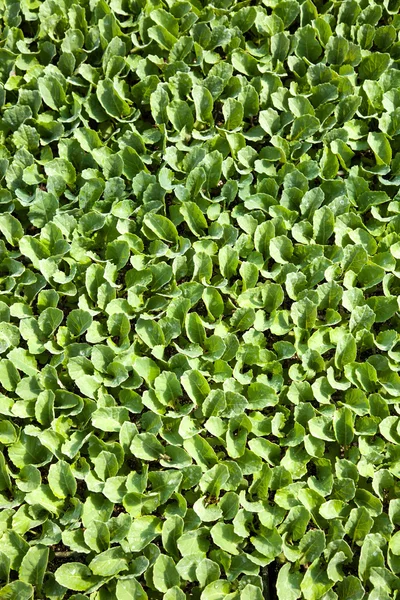 Teelt van planten — Stockfoto