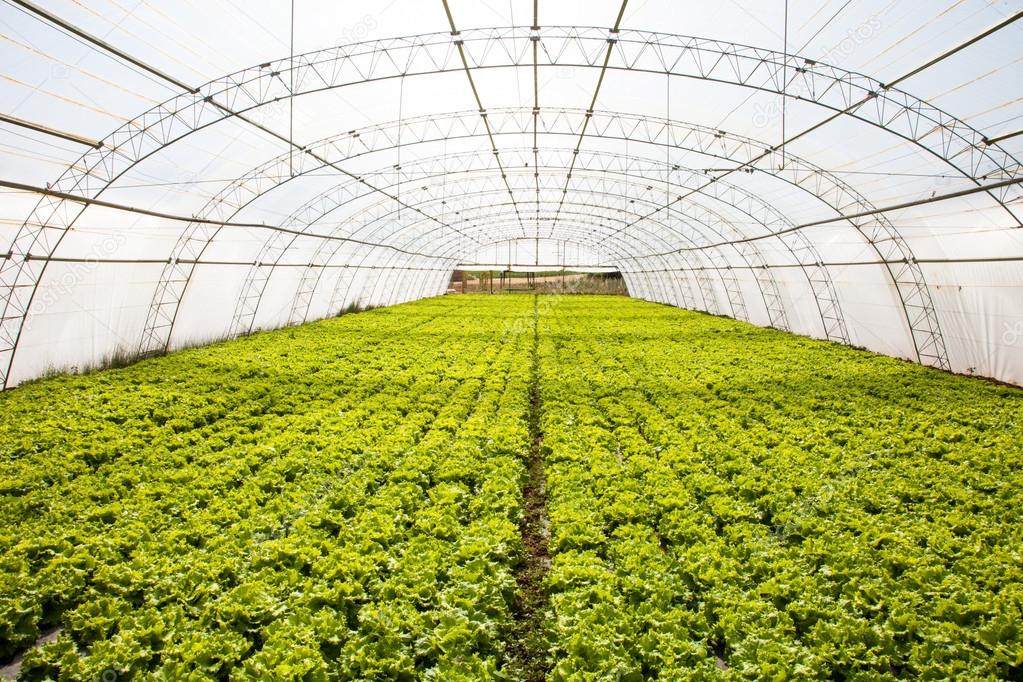 Industrial lettuces cultivation