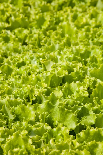 Zielona sałata arkuszy — Zdjęcie stockowe