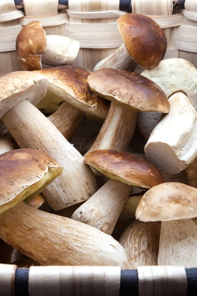 Basket with eatable mushrooms — Stock Photo, Image