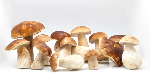 Several fungi — Stock Photo, Image