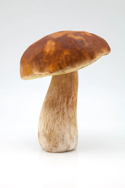 Mushroom boletus edulis — Stock Photo, Image