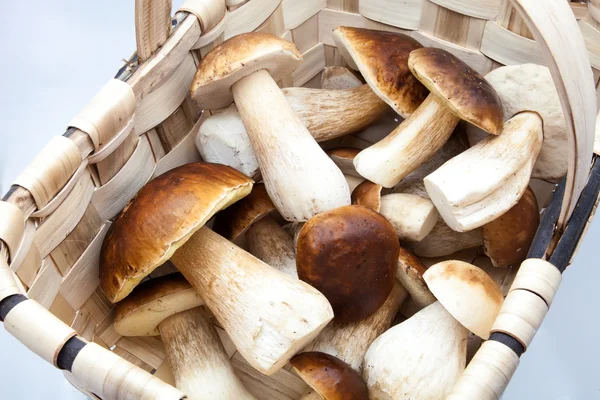 Eatable fungi — Stock Photo, Image