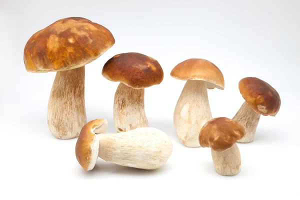 Eatable mushrooms — Stock Photo, Image