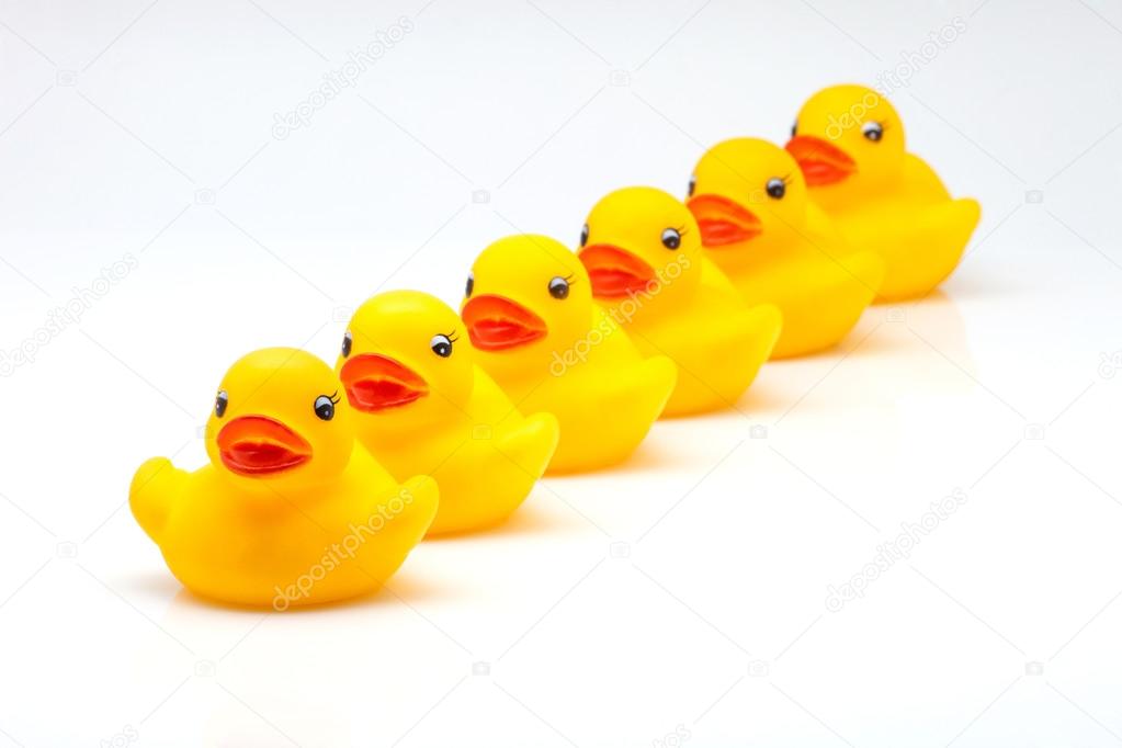 yellow gum ducks