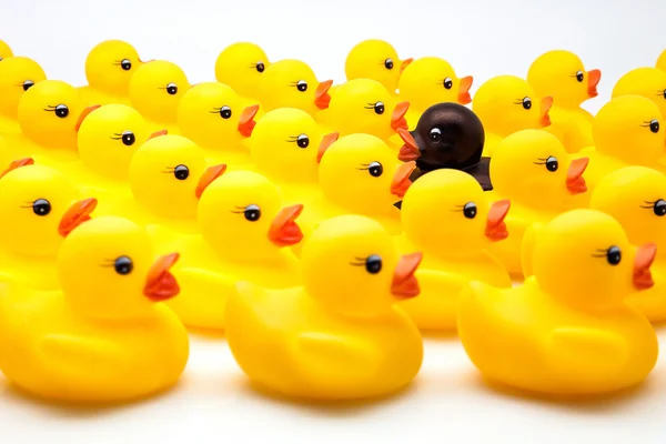 Yellow ducks — Stock Photo, Image