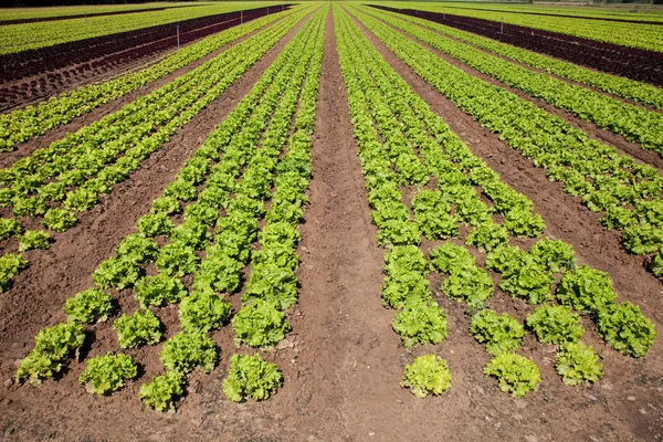 Fresh green lettuce — Stock Photo, Image