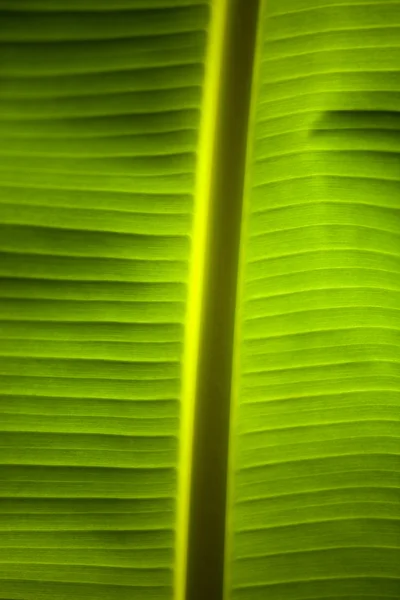 Banana palm leaf — Stock Photo, Image