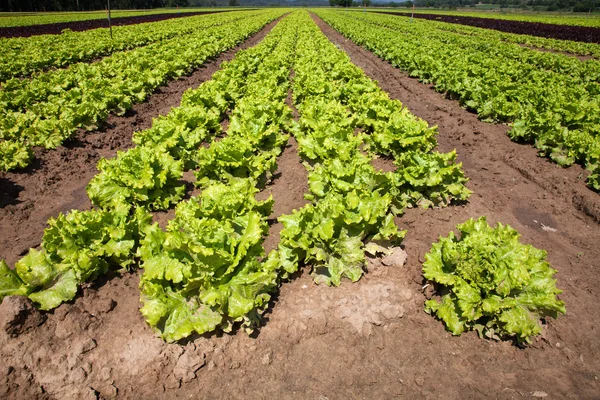 Cultivated lettuces — Stock Photo, Image