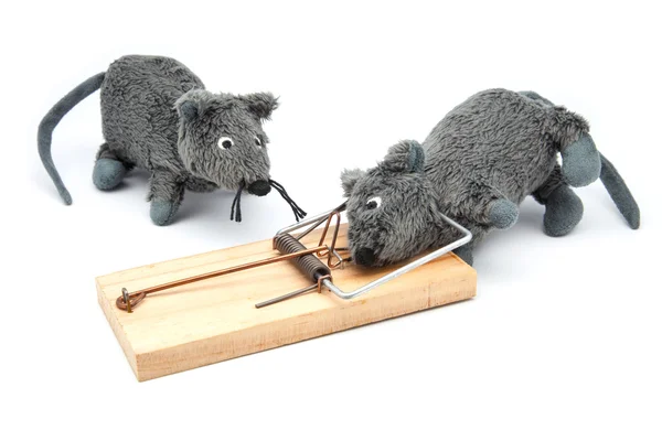 Mouse caught in mousetrap — Stock Photo, Image