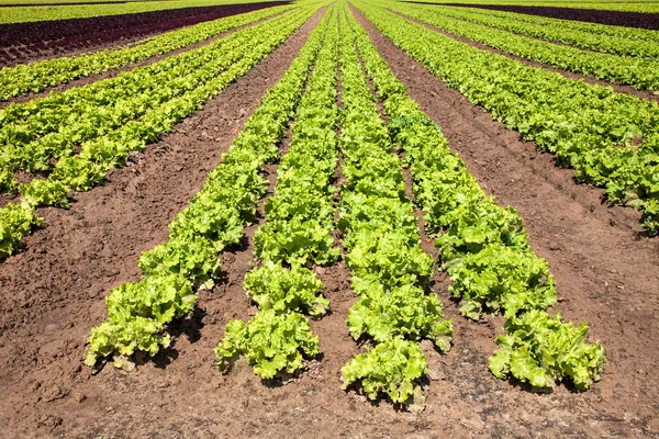 Lettuces Roman — Stock Photo, Image