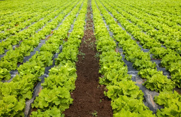 Lettuces breeding — Stock Photo, Image