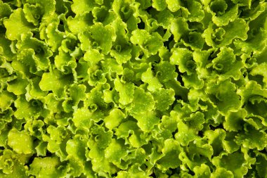 marul Brüksel lahanası