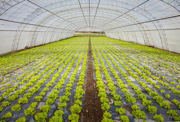 Salatanbau — Stockfoto