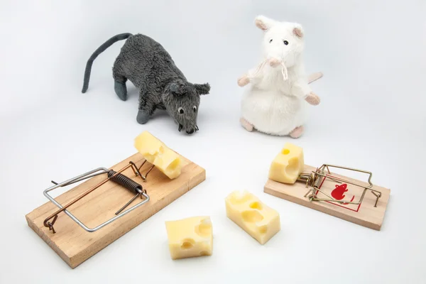 Mouses and mousetrap — Stock Photo, Image