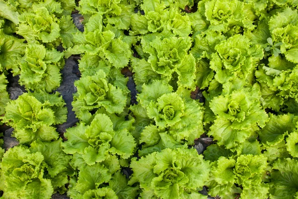 Römischer Salat — Stockfoto