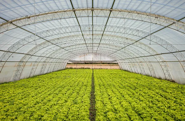 Cultivation of lettuce — Stock Photo, Image