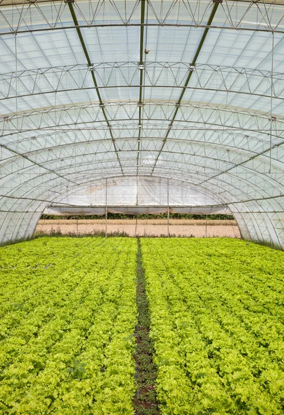 Salat im Gewächshaus — Stockfoto